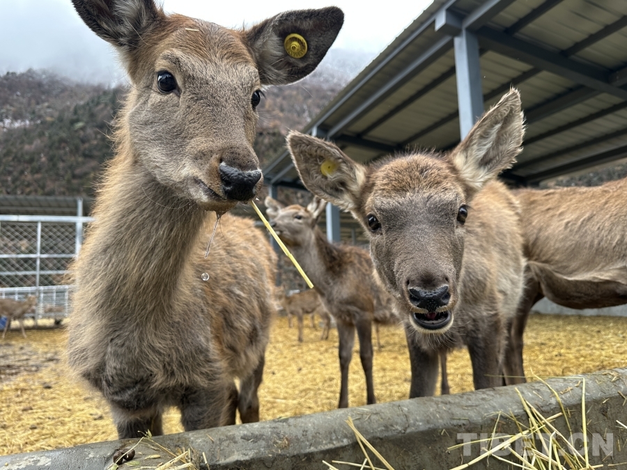 【牢记嘱托 共建美丽新西藏】娘蒲乡样本:一只梅花鹿“驮”起的乡村振兴链