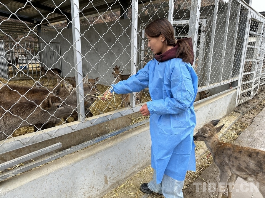 【牢记嘱托 共建美丽新西藏】娘蒲乡样本:一只梅花鹿“驮”起的乡村振兴链