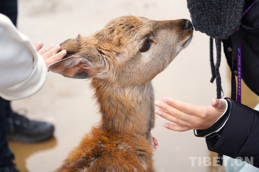 【牢记嘱托 共建美丽新西藏】娘蒲乡样本:一只梅花鹿“驮”起的乡村振兴链