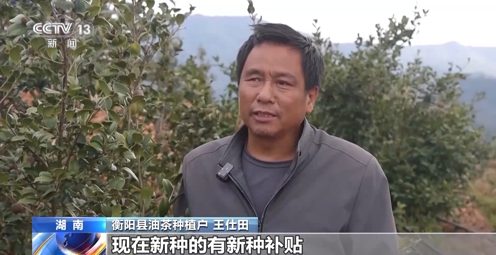 浑身是宝！一颗油茶果如何“榨”出近千亿绿色产值？