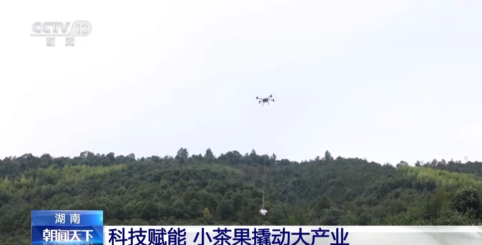 浑身是宝！一颗油茶果如何“榨”出近千亿绿色产值？