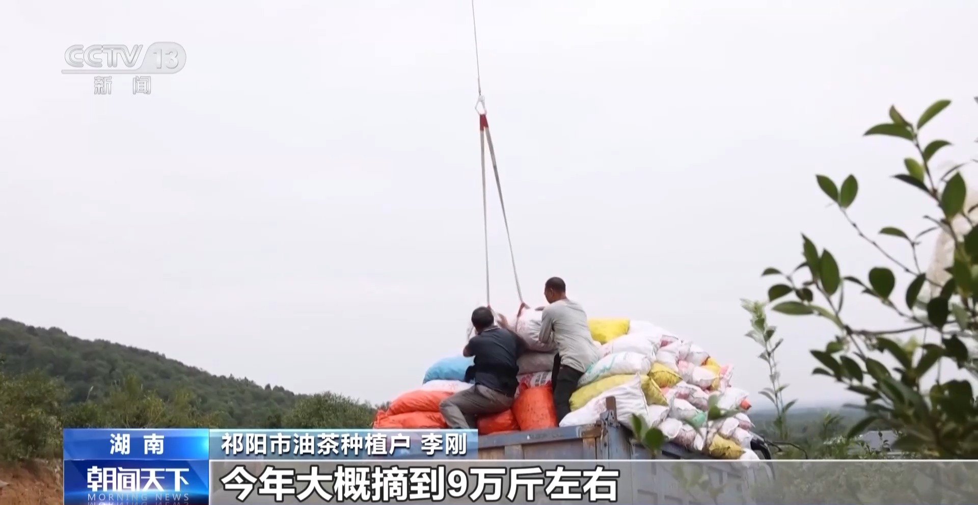 浑身是宝！一颗油茶果如何“榨”出近千亿绿色产值？