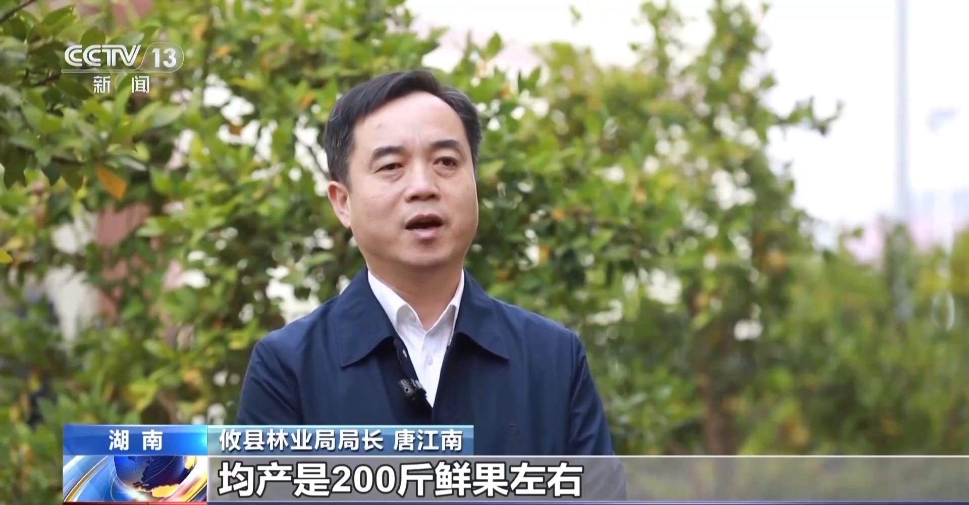 浑身是宝！一颗油茶果如何“榨”出近千亿绿色产值？