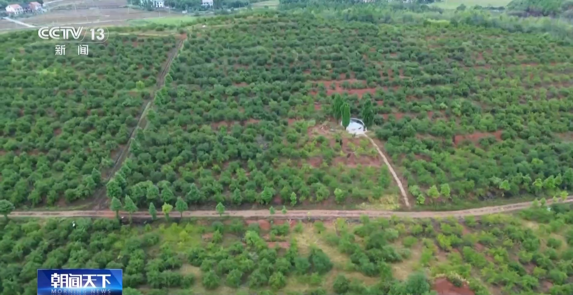 浑身是宝！一颗油茶果如何“榨”出近千亿绿色产值？