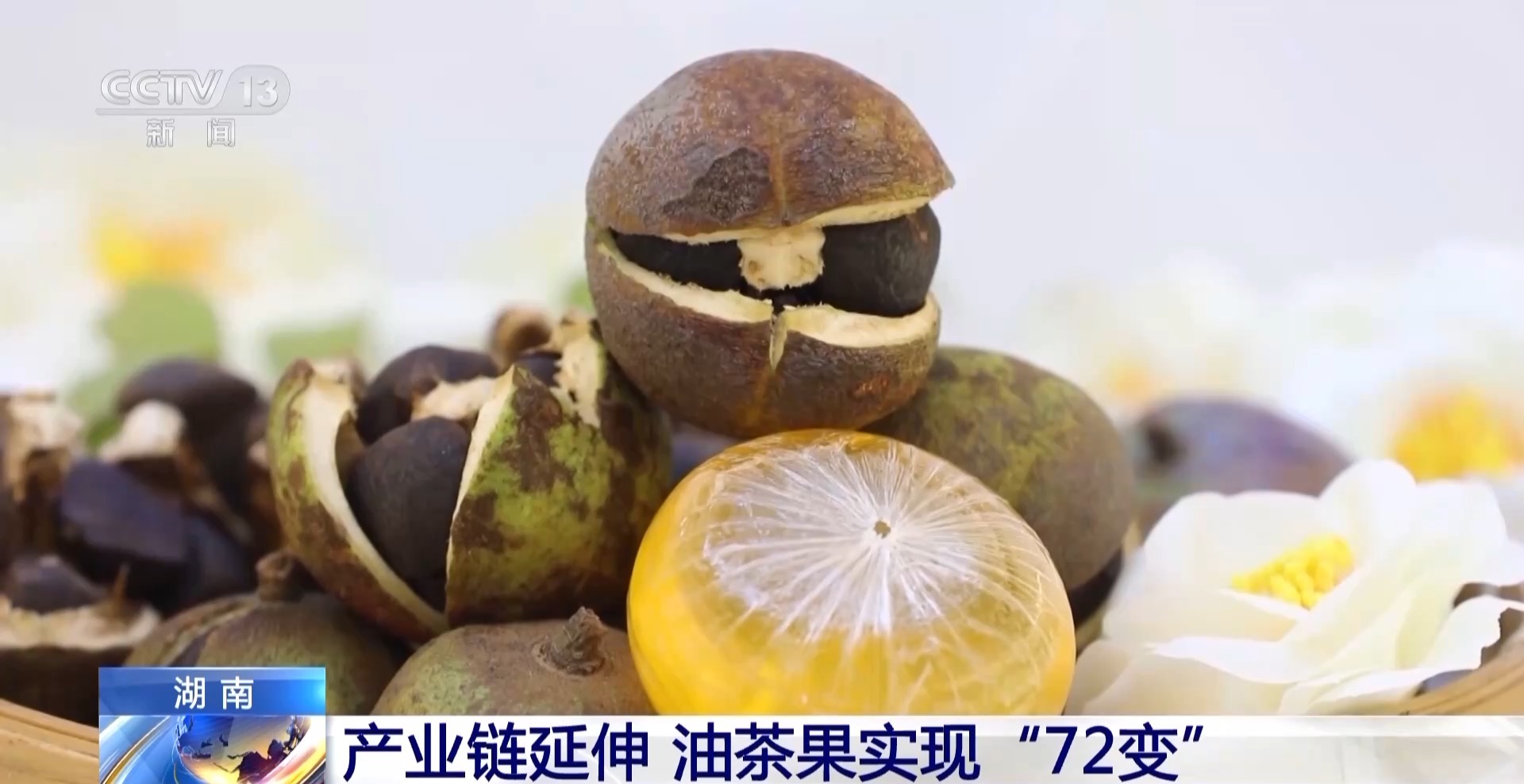 浑身是宝！一颗油茶果如何“榨”出近千亿绿色产值？