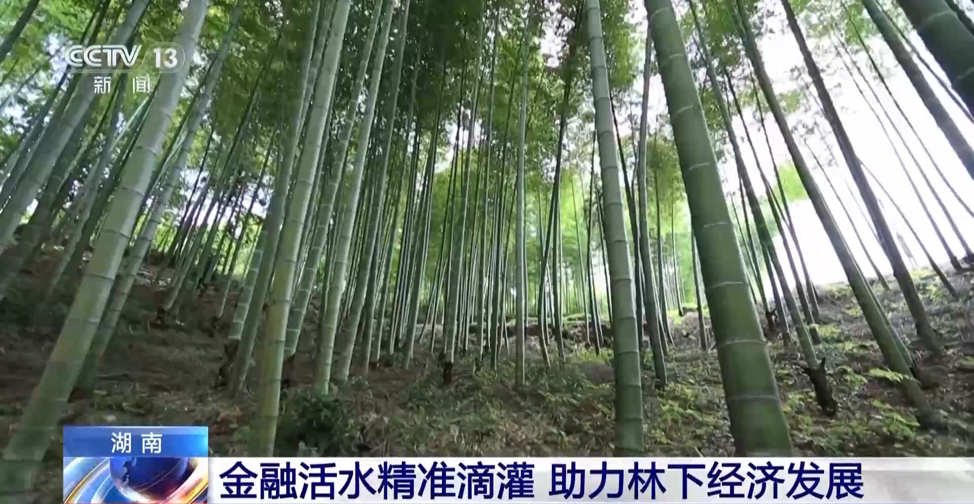 浑身是宝！一颗油茶果如何“榨”出近千亿绿色产值？