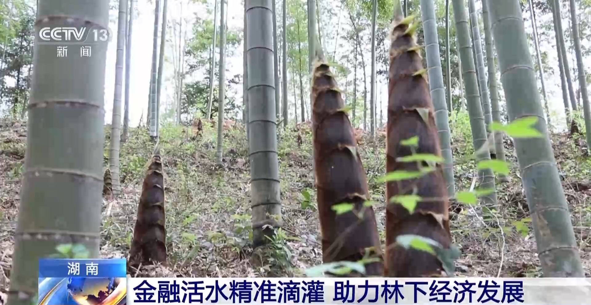 浑身是宝！一颗油茶果如何“榨”出近千亿绿色产值？