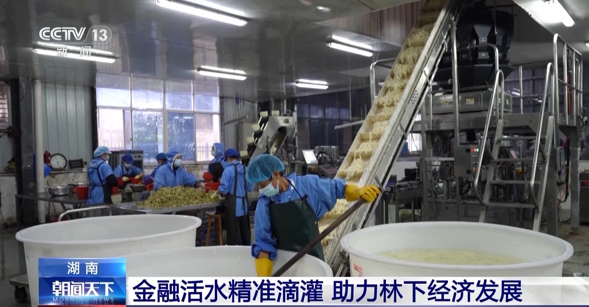 浑身是宝！一颗油茶果如何“榨”出近千亿绿色产值？