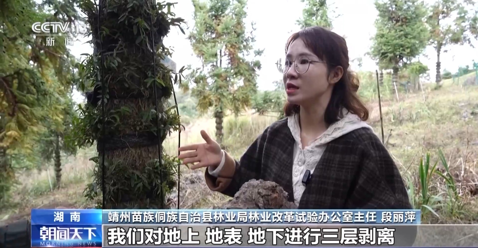 浑身是宝！一颗油茶果如何“榨”出近千亿绿色产值？