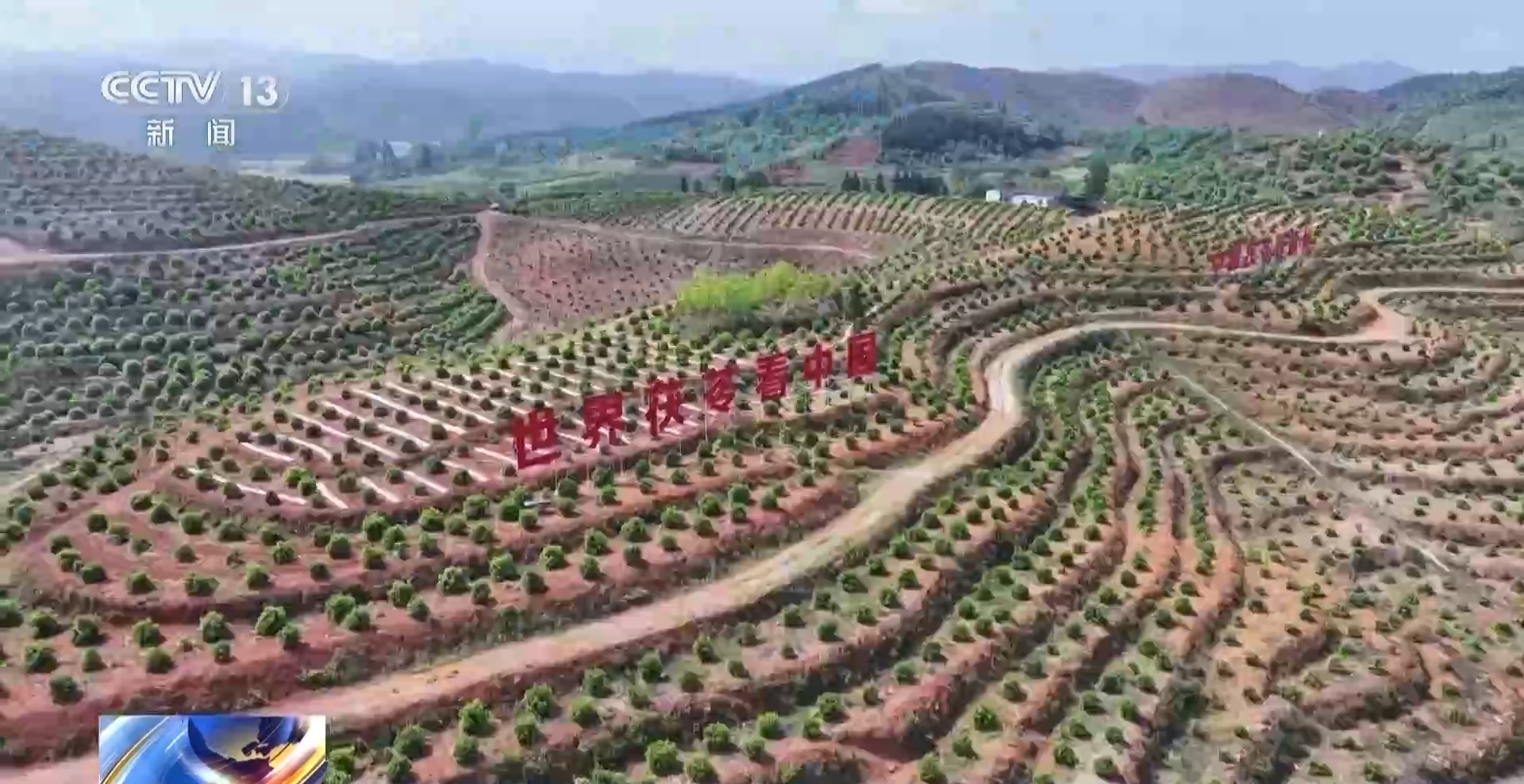 浑身是宝！一颗油茶果如何“榨”出近千亿绿色产值？