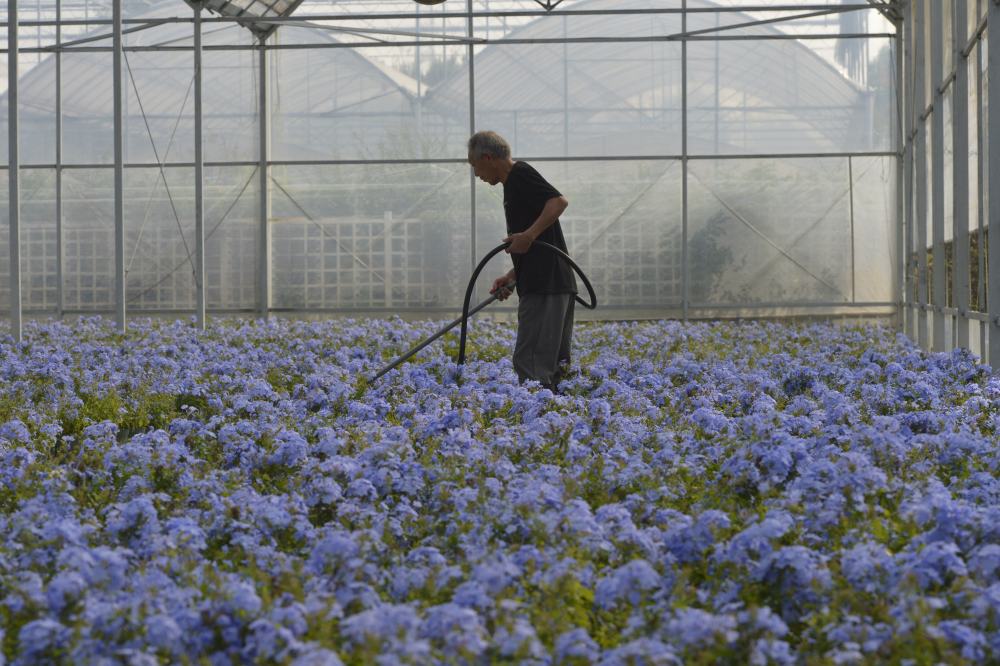 四中全会精神在基层|建起棒球场,组团种花卉——浙江嘉兴村庄走出抱团发展共富路 四中全会精神在基层|建起棒球场,组团种花卉——浙江嘉兴村庄走出抱团发展共富路
