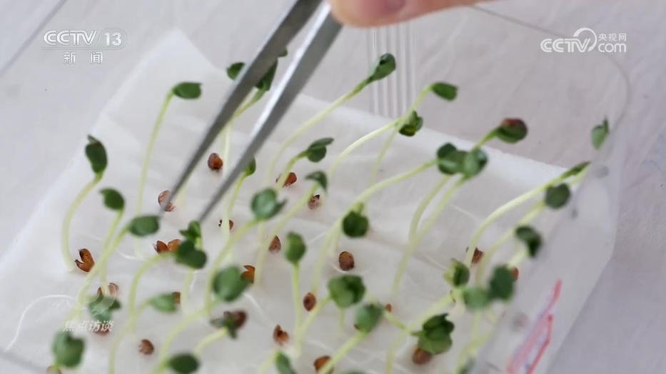 焦点访谈|攥紧农业“芯片” 提稳中国“菜篮子”