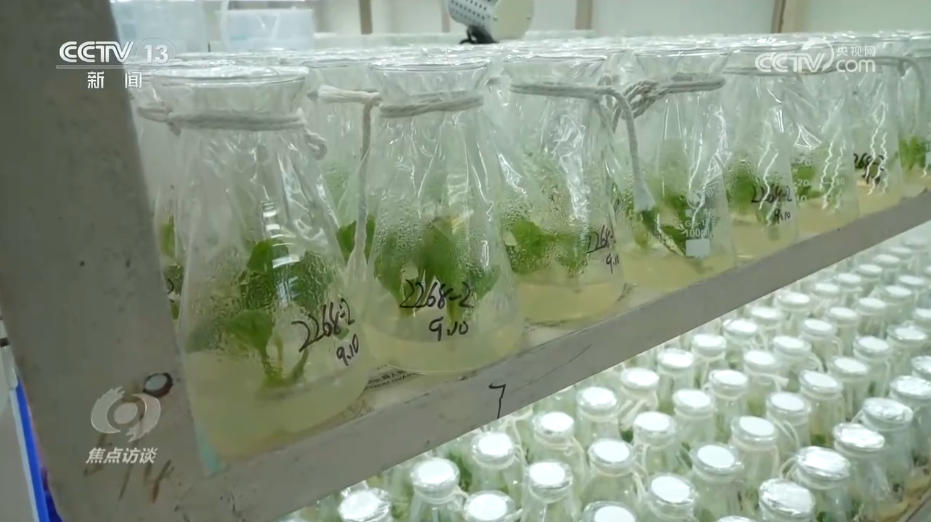 焦点访谈|攥紧农业“芯片” 提稳中国“菜篮子”