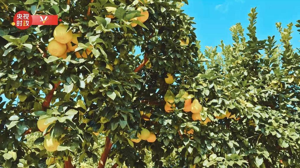 习近平广东行丨富民兴村“柚”产业——走进南福金柚种植基地