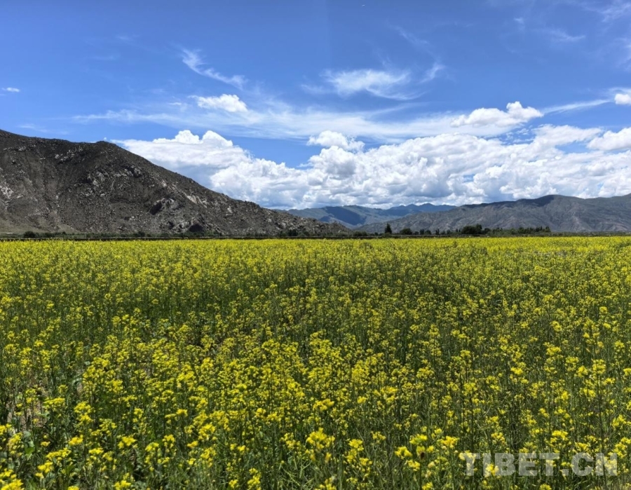 【牢记嘱托 共建美丽新西藏】雪域种油菜 种出乡村振兴好光景