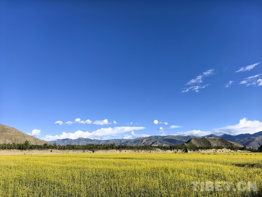 【牢记嘱托 共建美丽新西藏】雪域种油菜 种出乡村振兴好光景