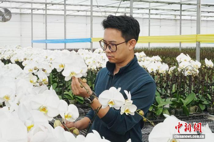 台青云南创业记:咖啡、鲜花、旅居中的两岸发展协奏曲