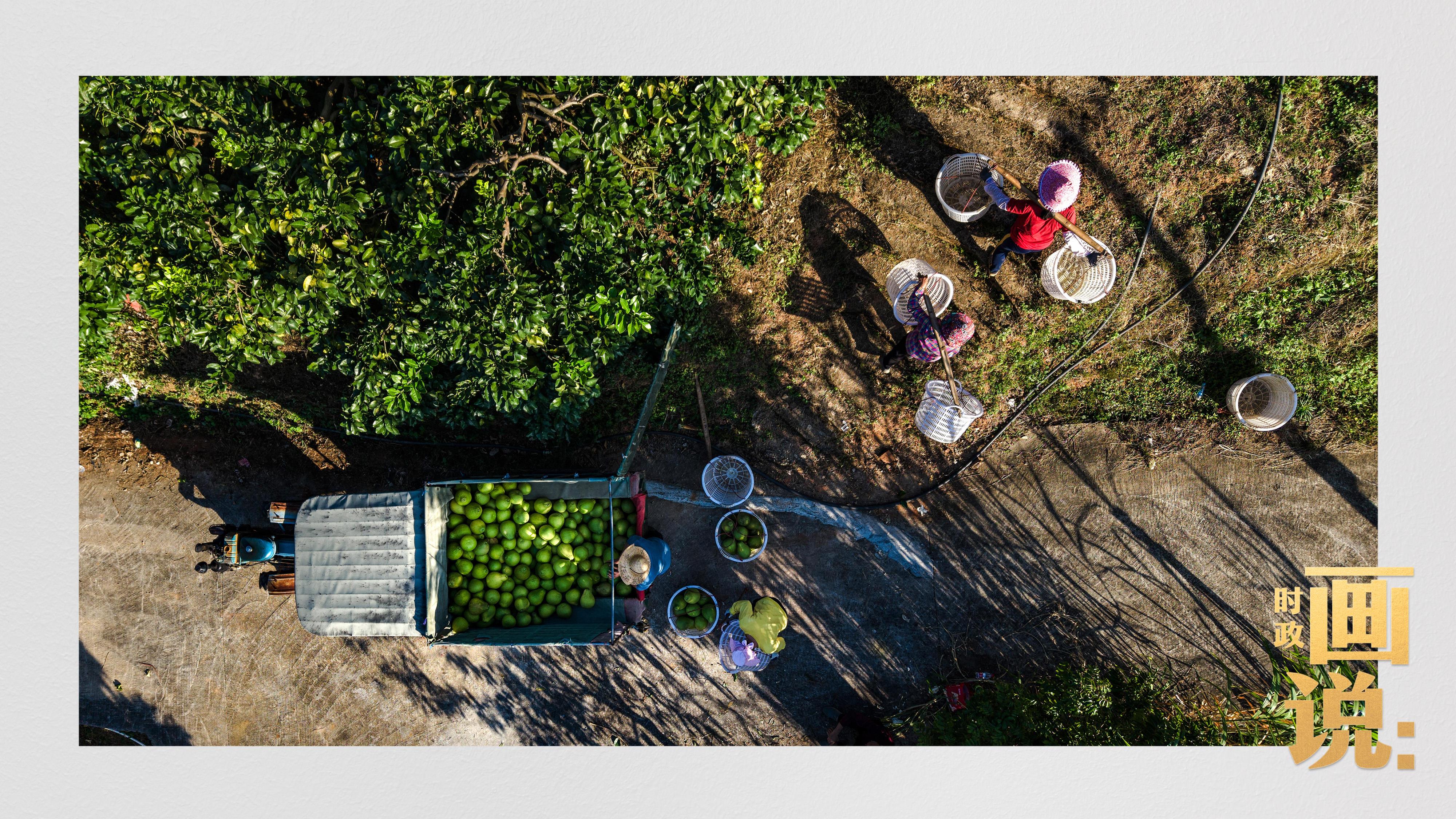 时政画说丨柚见丰年
