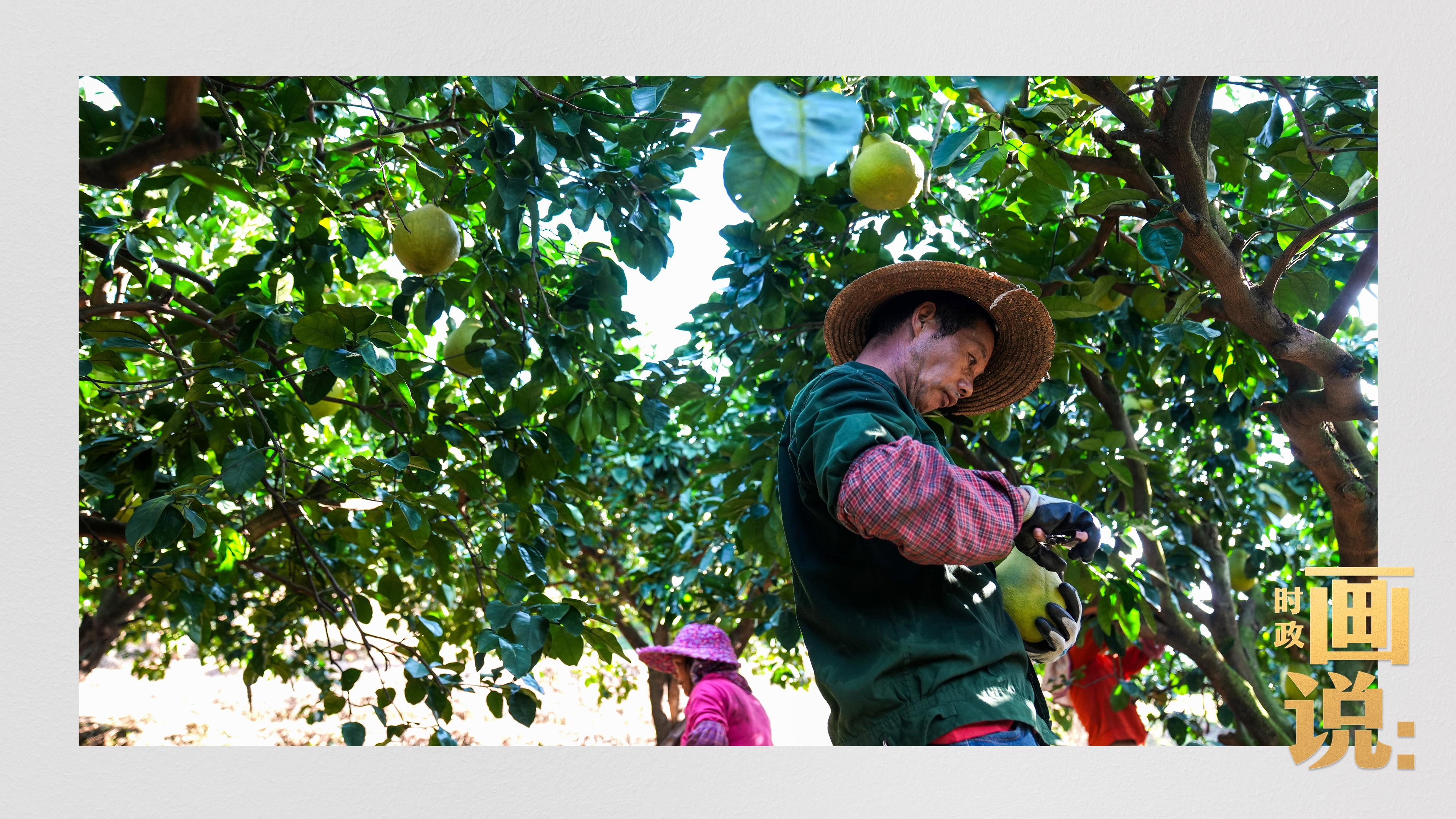 时政画说丨柚见丰年
