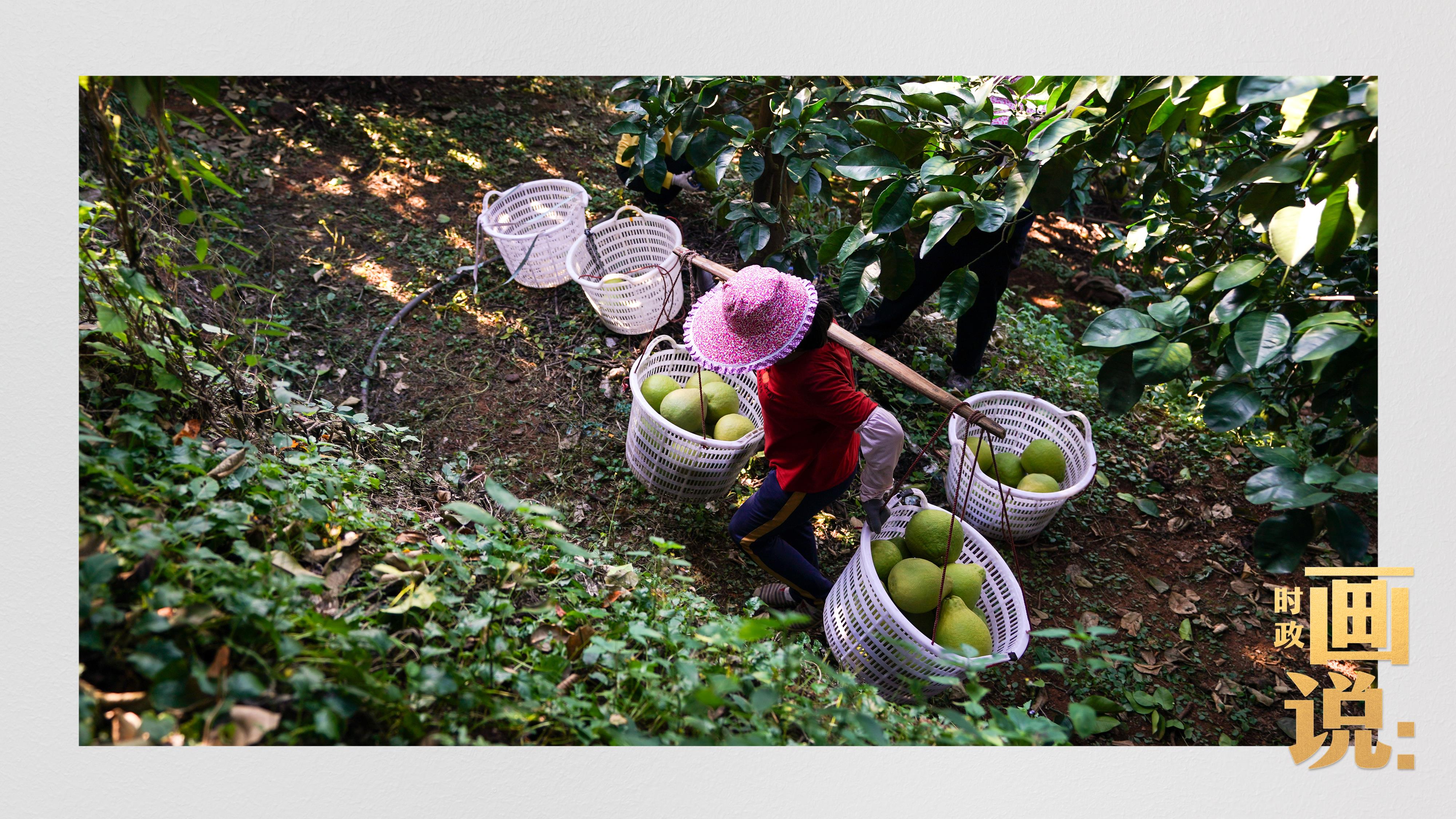 时政画说丨柚见丰年
