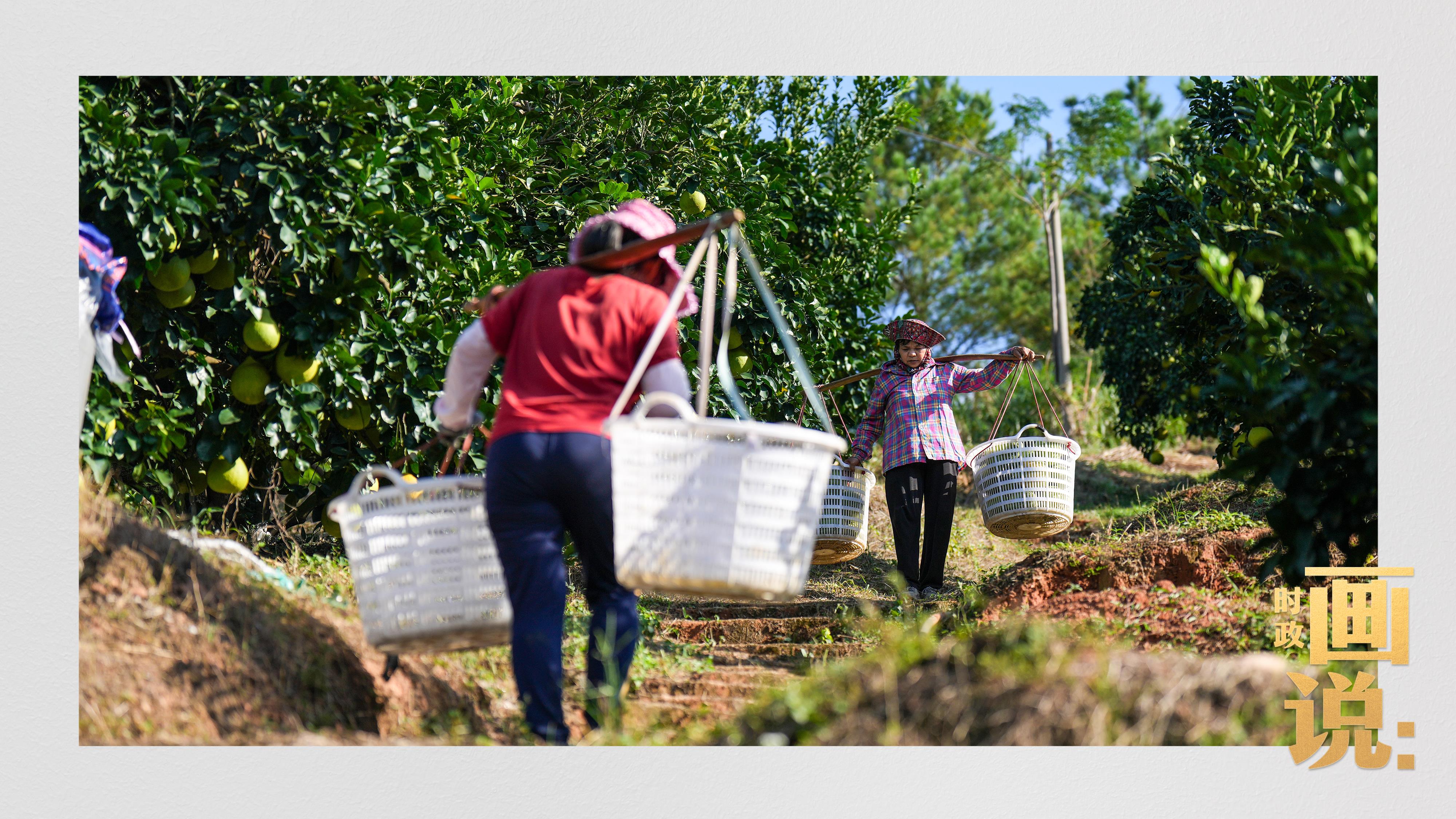 时政画说丨柚见丰年