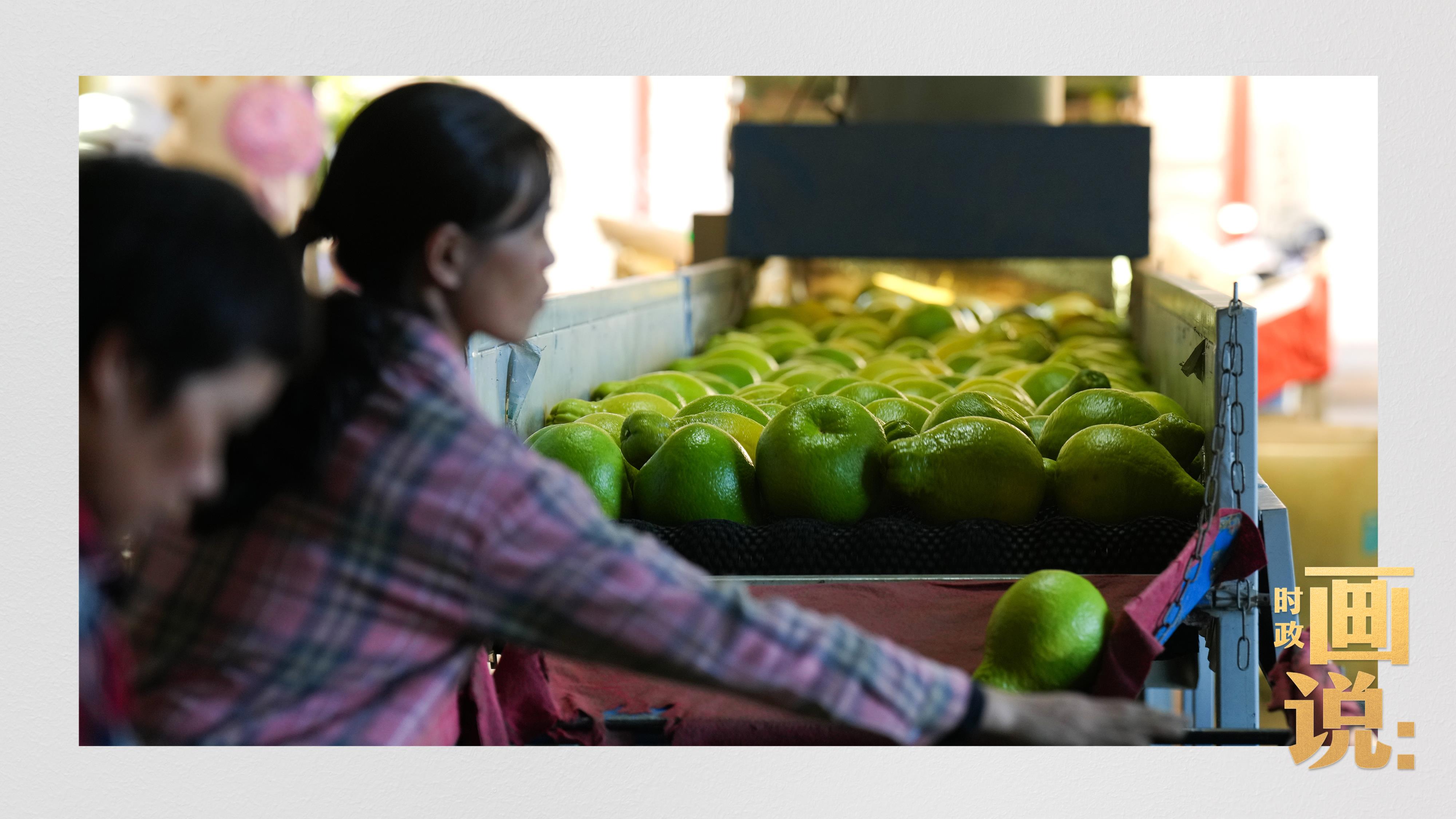 时政画说丨柚见丰年