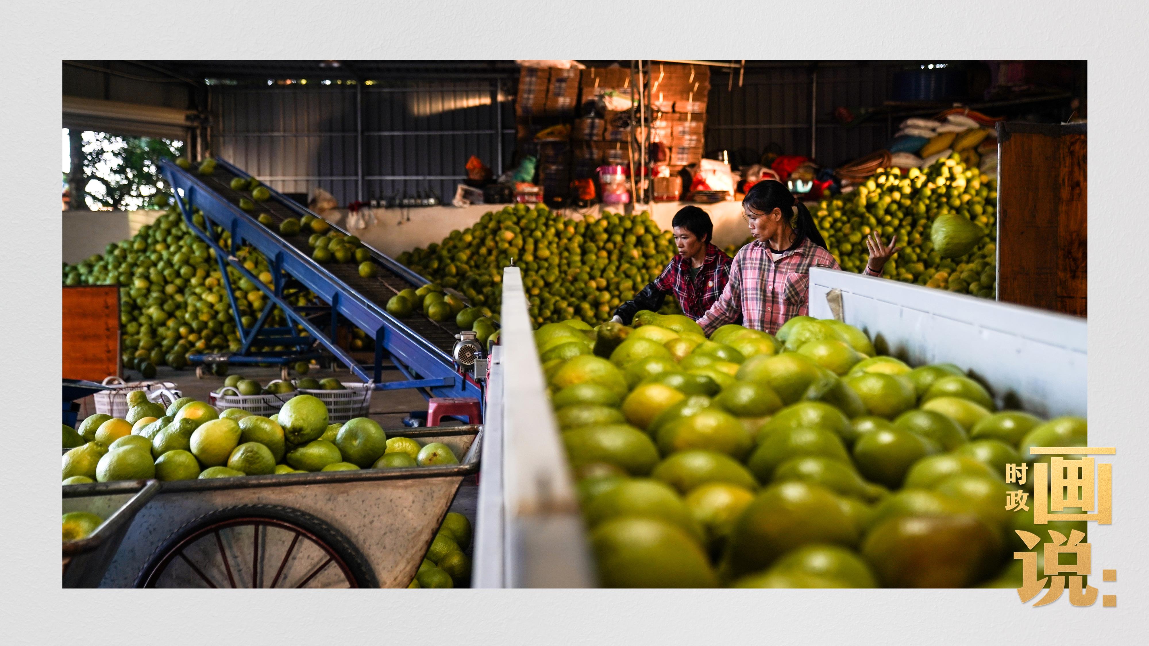 时政画说丨柚见丰年