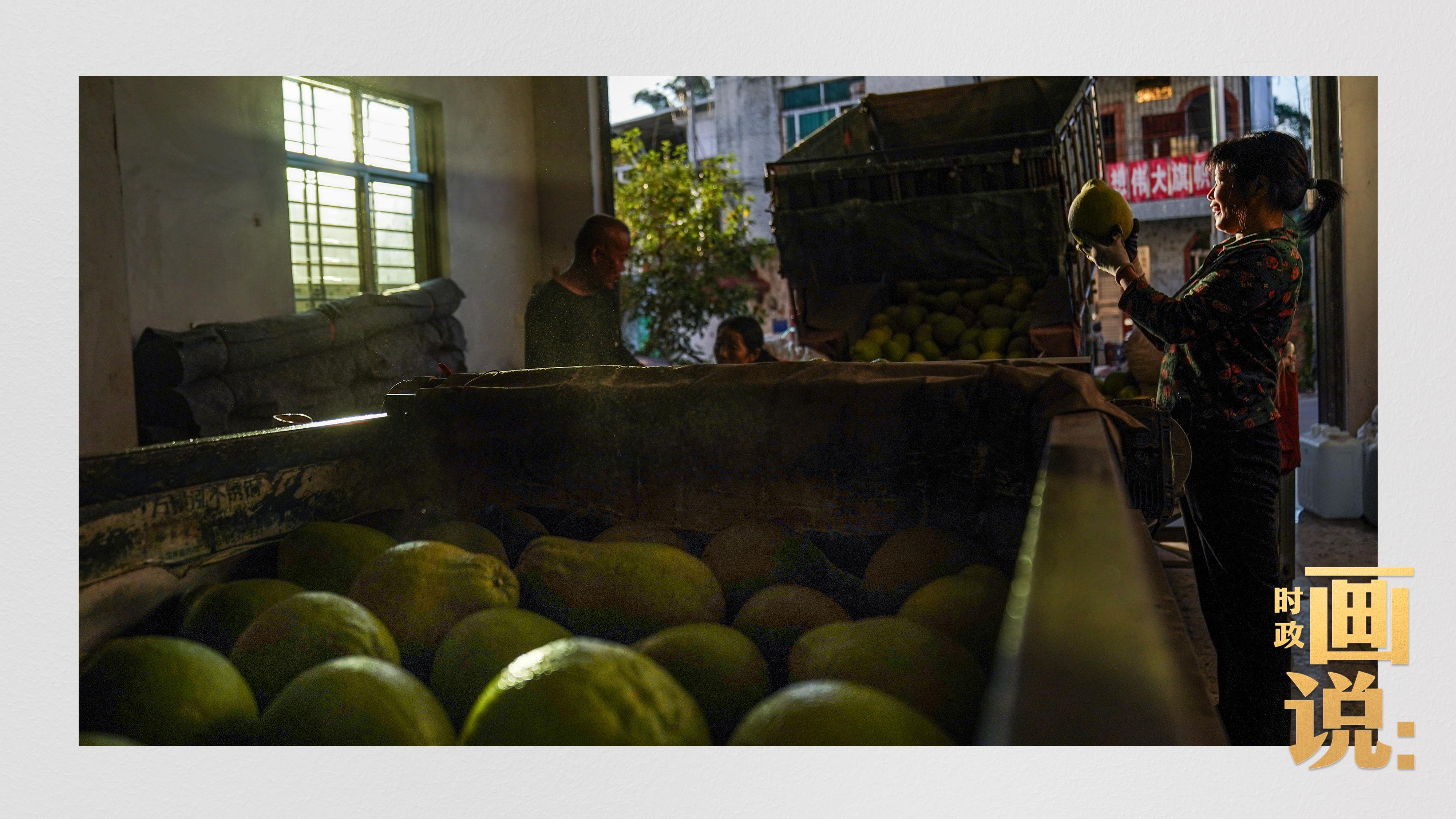 时政画说丨柚见丰年