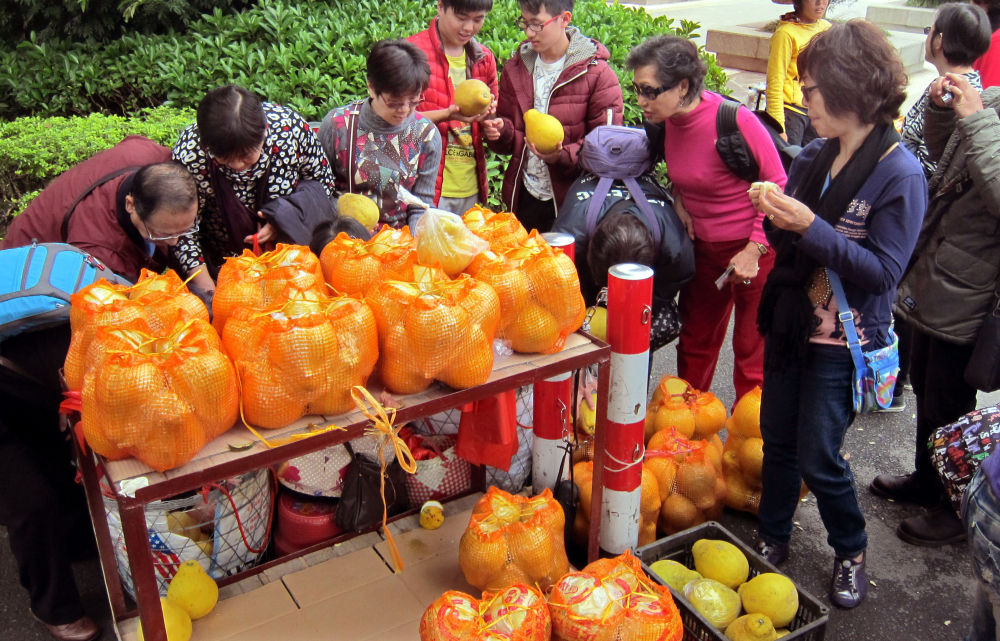 第1视点|乡村振兴路 金柚正飘香