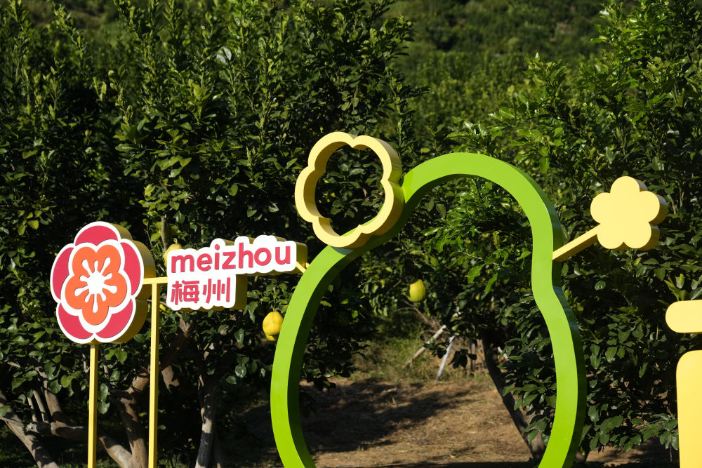 第1视点|乡村振兴路 金柚正飘香