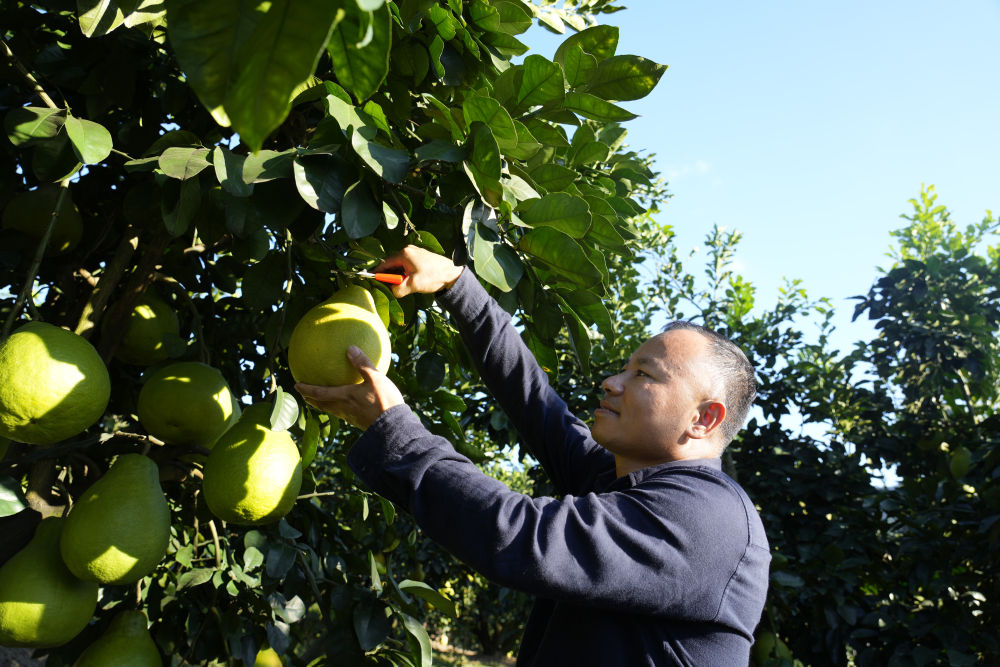 第1视点|乡村振兴路 金柚正飘香
