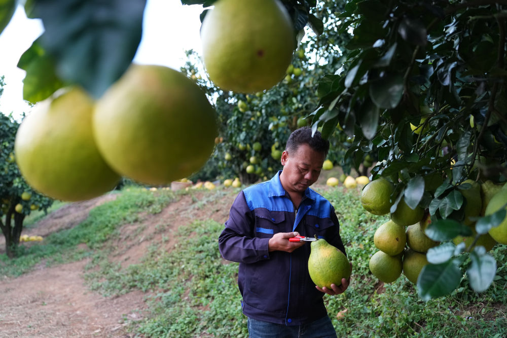 第1视点|乡村振兴路 金柚正飘香