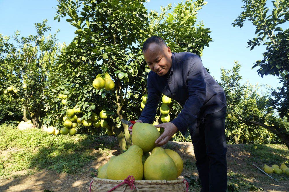 第1视点|乡村振兴路 金柚正飘香