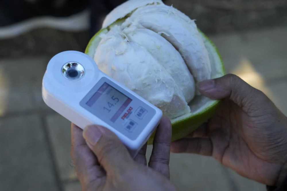 第1视点|乡村振兴路 金柚正飘香