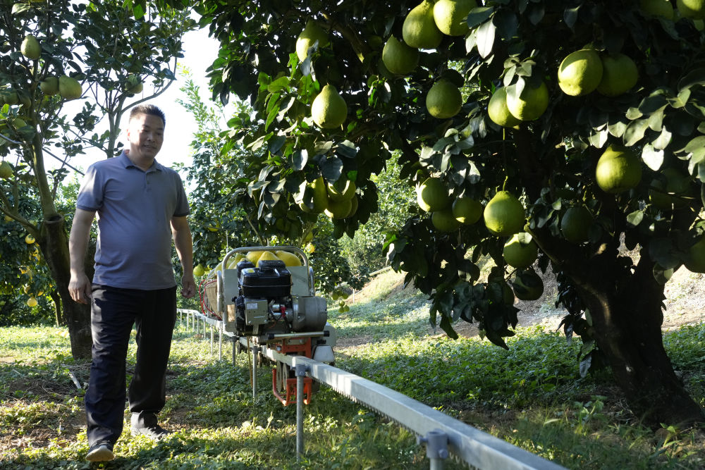第1视点|乡村振兴路 金柚正飘香
