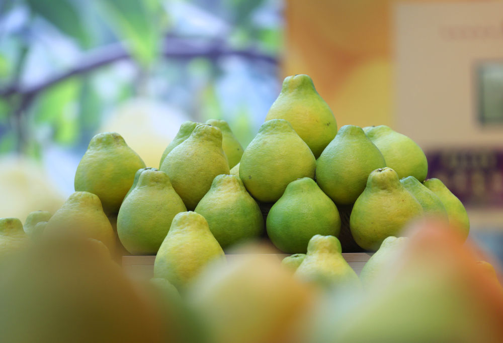 第1视点|乡村振兴路 金柚正飘香