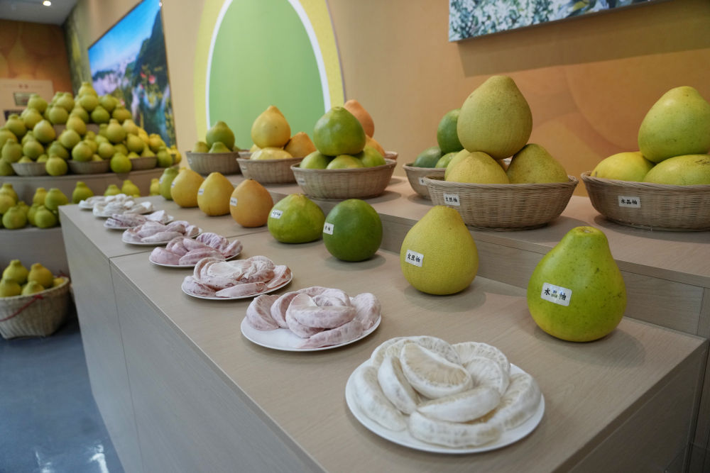 第1视点|乡村振兴路 金柚正飘香