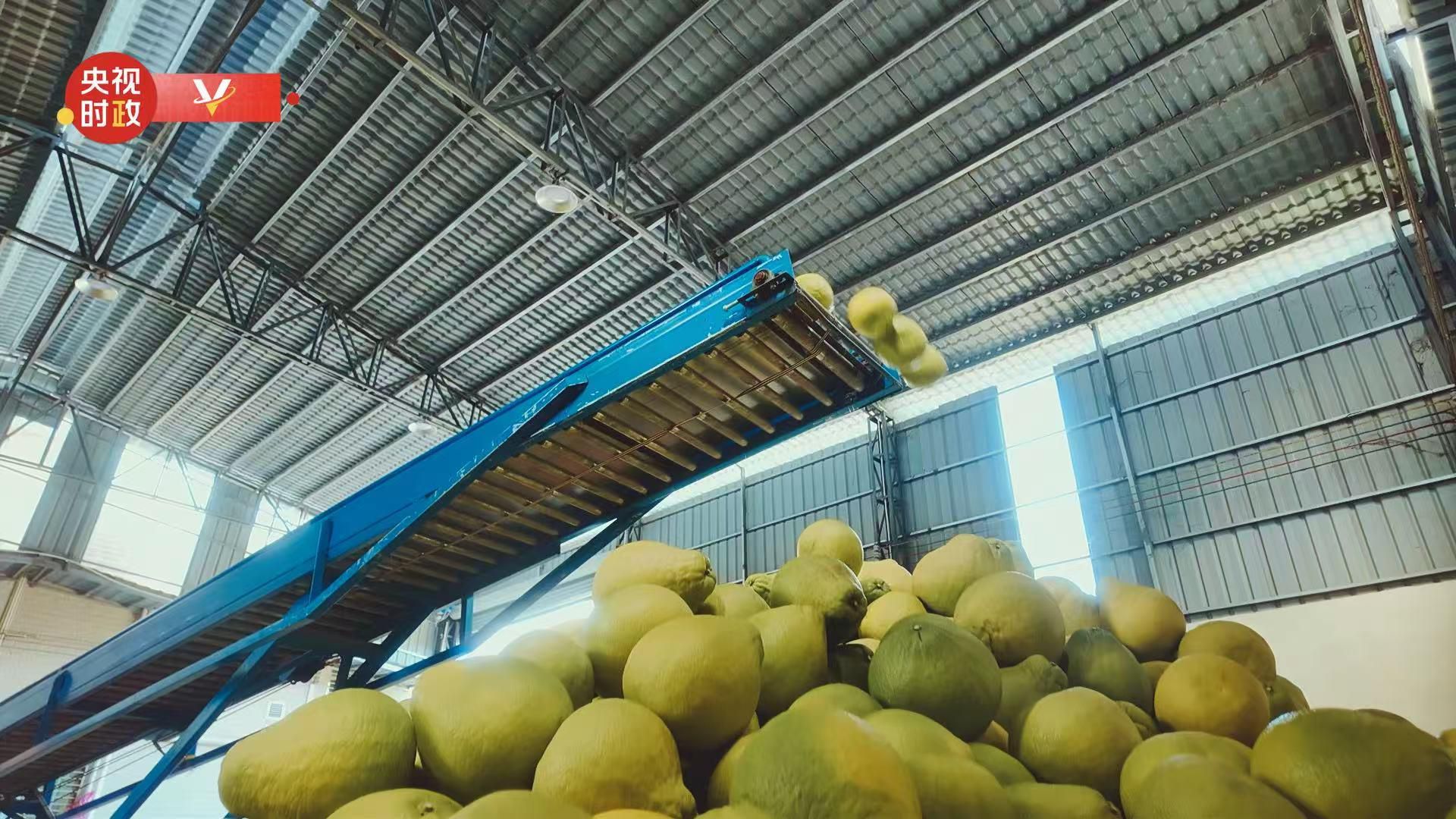 习近平广东行丨富民兴村“柚”产业——走进南福金柚种植基地