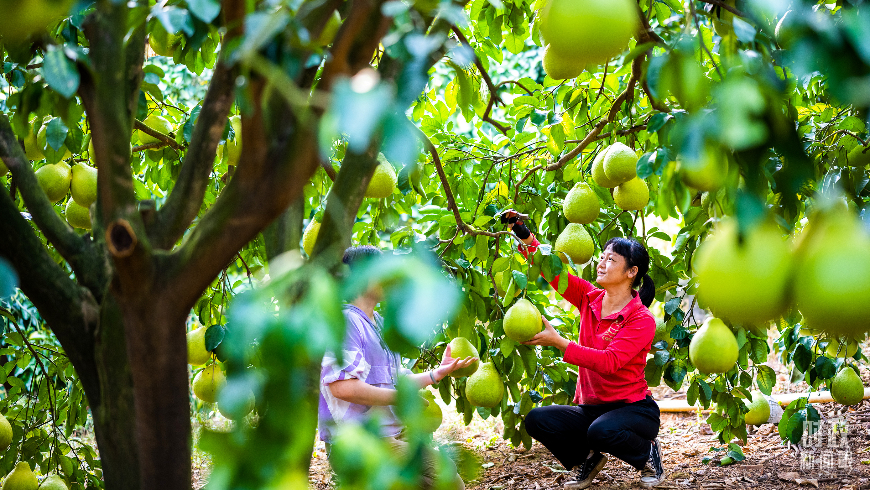 时政新闻眼丨四中全会后首次考察,习近平来到广东梅州