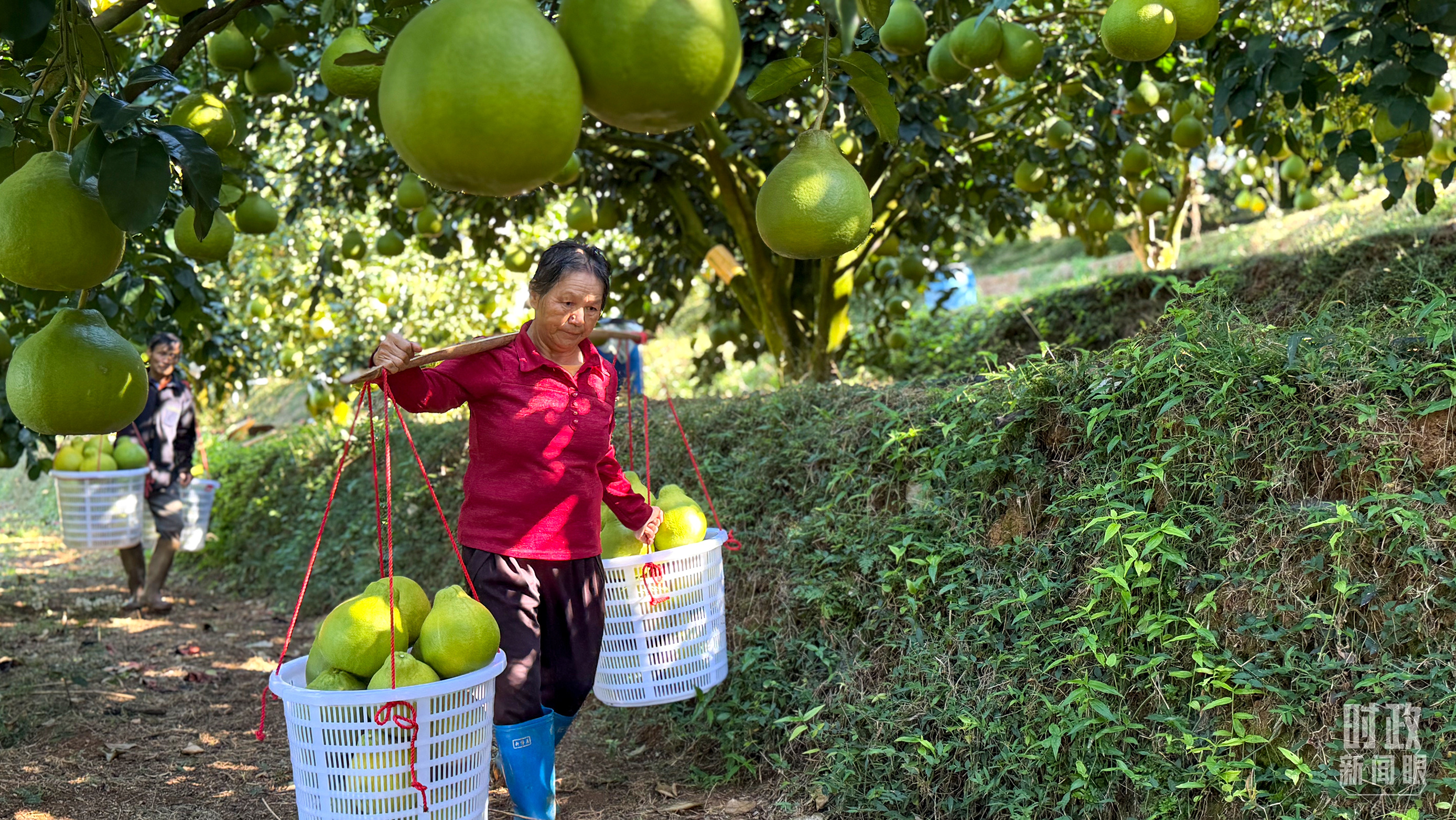 时政新闻眼丨四中全会后首次考察,习近平来到广东梅州