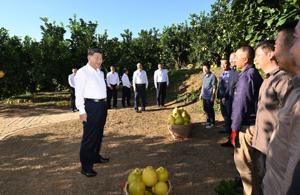 第一观察·瞬间|黄澄澄的柚子,沉甸甸的牵挂 第一观察·瞬间|黄澄澄的柚子,沉甸甸的牵挂