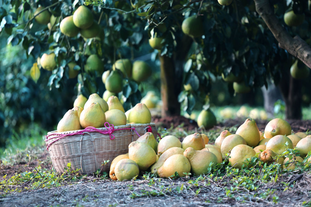 第1视点|乡村振兴路 金柚正飘香 第1视点|乡村振兴路 金柚正飘香
