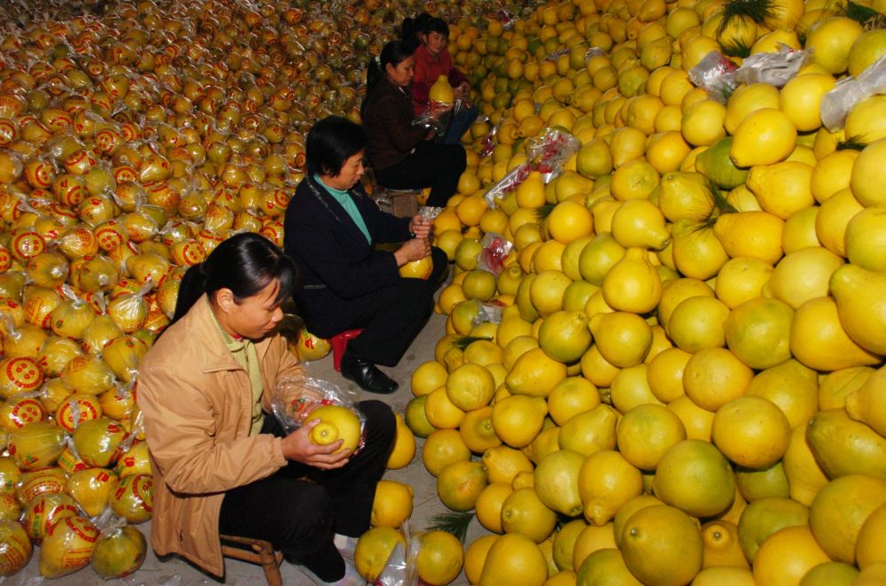 第1视点|乡村振兴路 金柚正飘香 第1视点|乡村振兴路 金柚正飘香