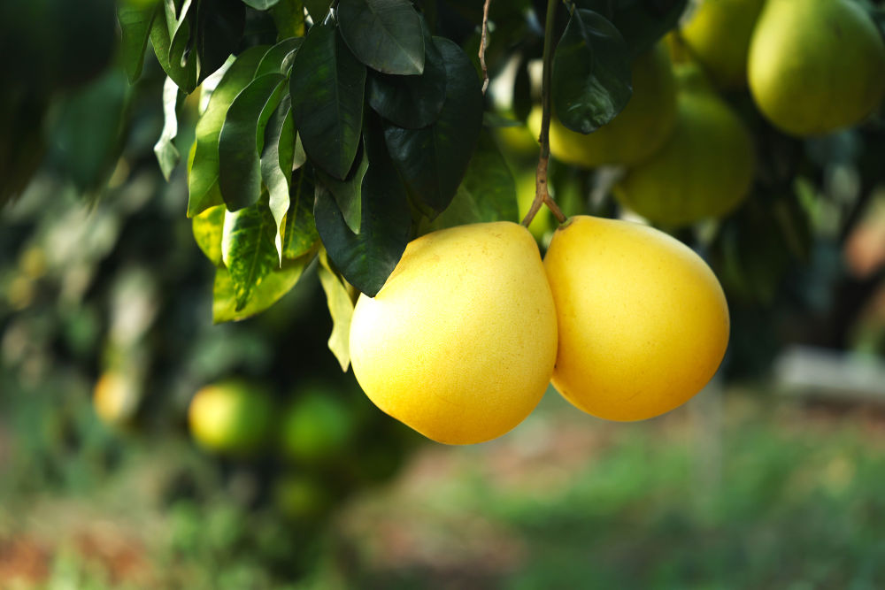 第1视点｜乡村振兴路 金柚正飘香