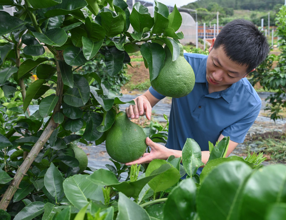 第1视点|乡村振兴路 金柚正飘香 第1视点|乡村振兴路 金柚正飘香