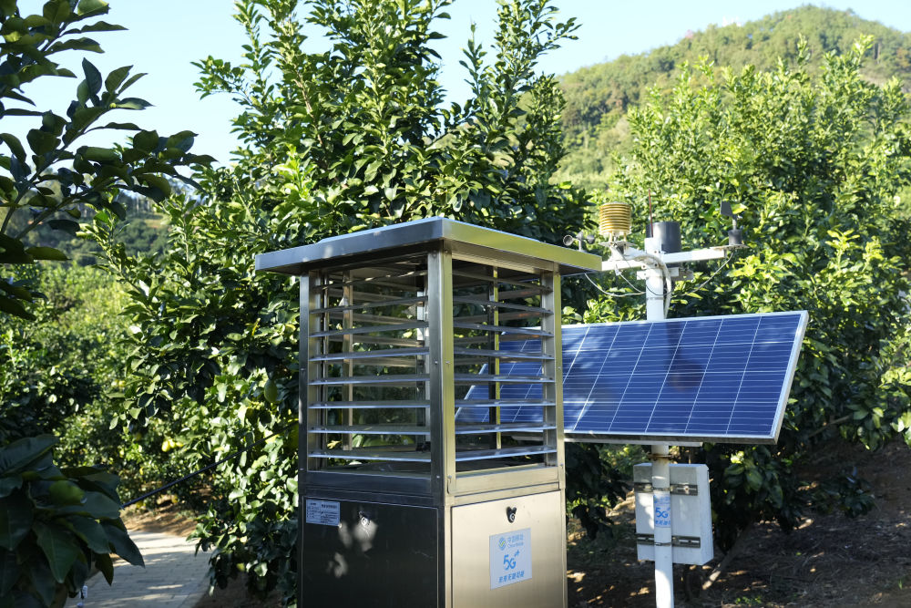 第1视点|乡村振兴路 金柚正飘香 第1视点|乡村振兴路 金柚正飘香