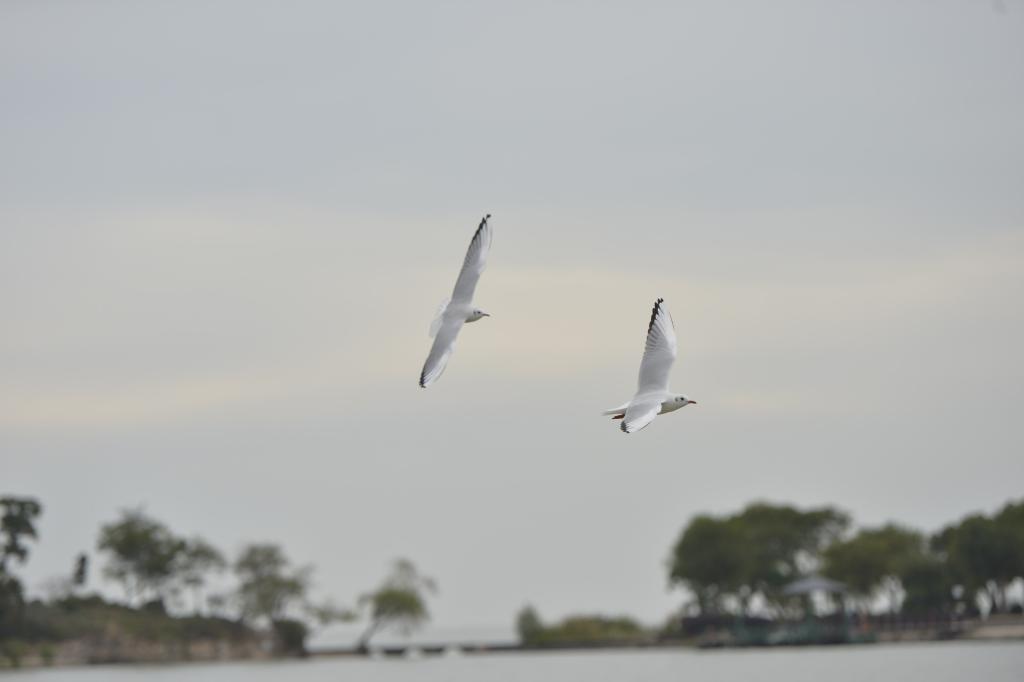 四中全会精神在基层丨太湖新生记:一湖清水的绿色攻坚战