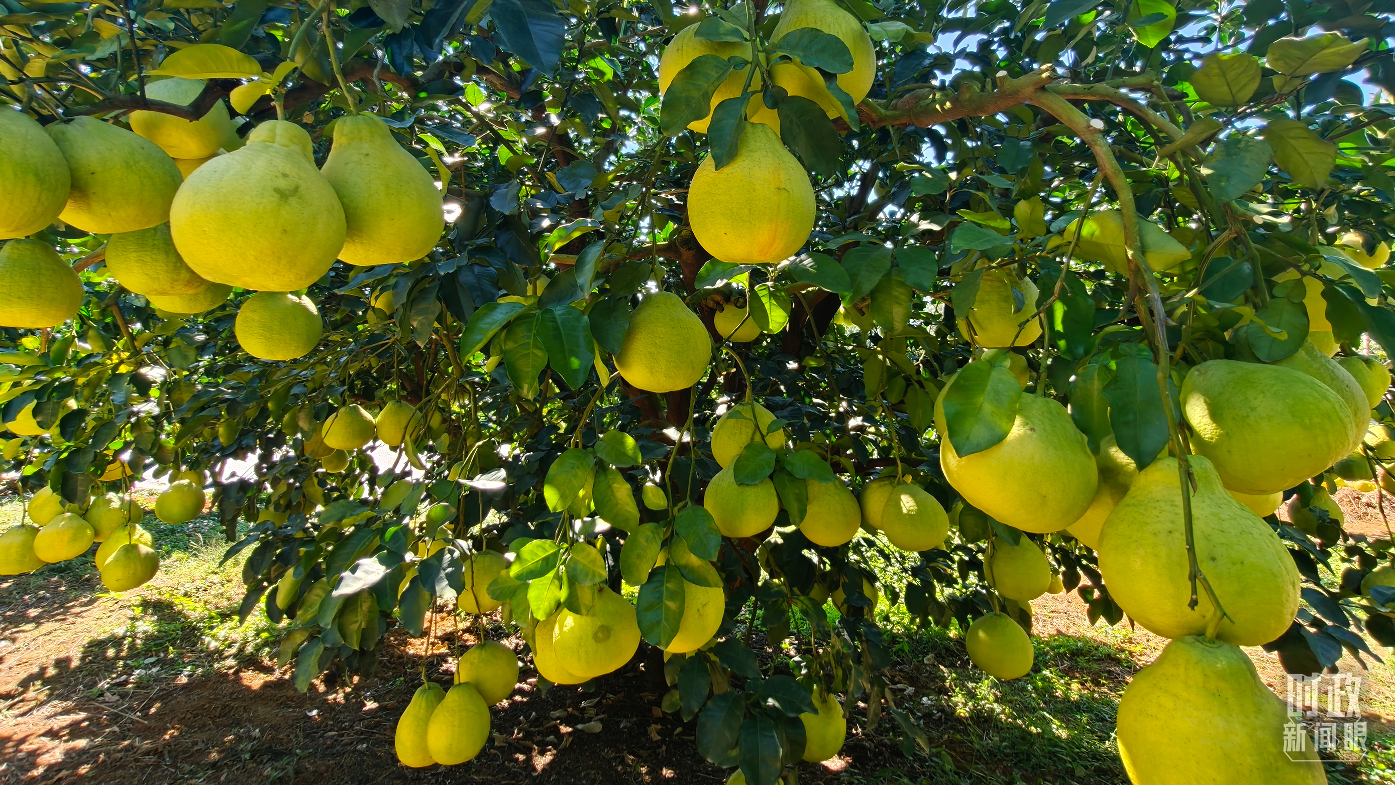 时政新闻眼丨“十五五”如何走在前、作示范、挑大梁?习近平为广东发展作出战略指引