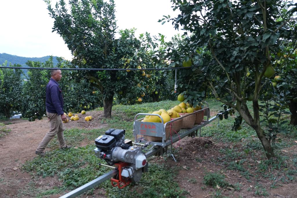 和总书记面对面丨我们的生活像金柚一样甜美