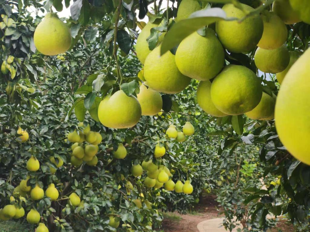 和总书记面对面丨我们的生活像金柚一样甜美